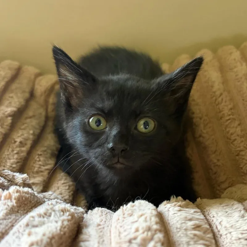 A baby medium-sized male Black Domestic Short Hair cat named Thomas for adoption in Beulaville, NC