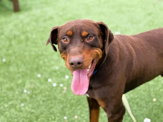 A young medium-sized male Doberman Pinscher dog named Archer for adoption in Fort Lauderdale, FL