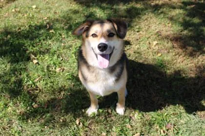 An adult large-sized male Shepherd dog named Charles for adoption in Kansas City, MO