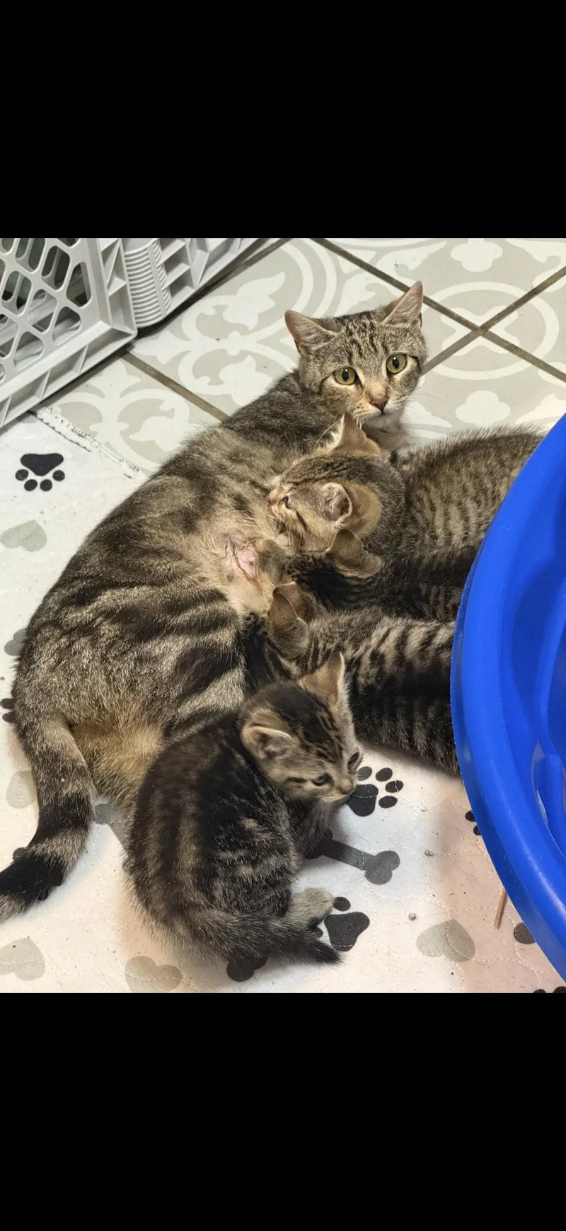 A young medium-sized female Domestic Short Hair cat named Cinnamon for adoption in Mayfield, NY
