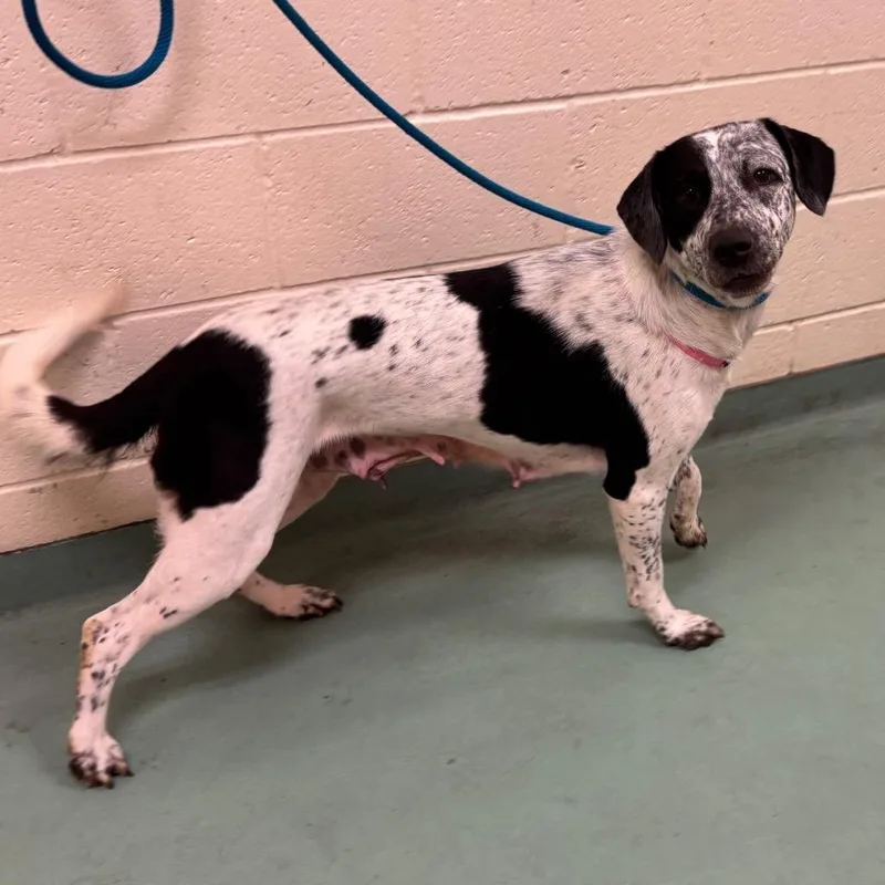 An adult medium-sized female Black Mixed Breed dog named Domino for adoption in Memphis, TN