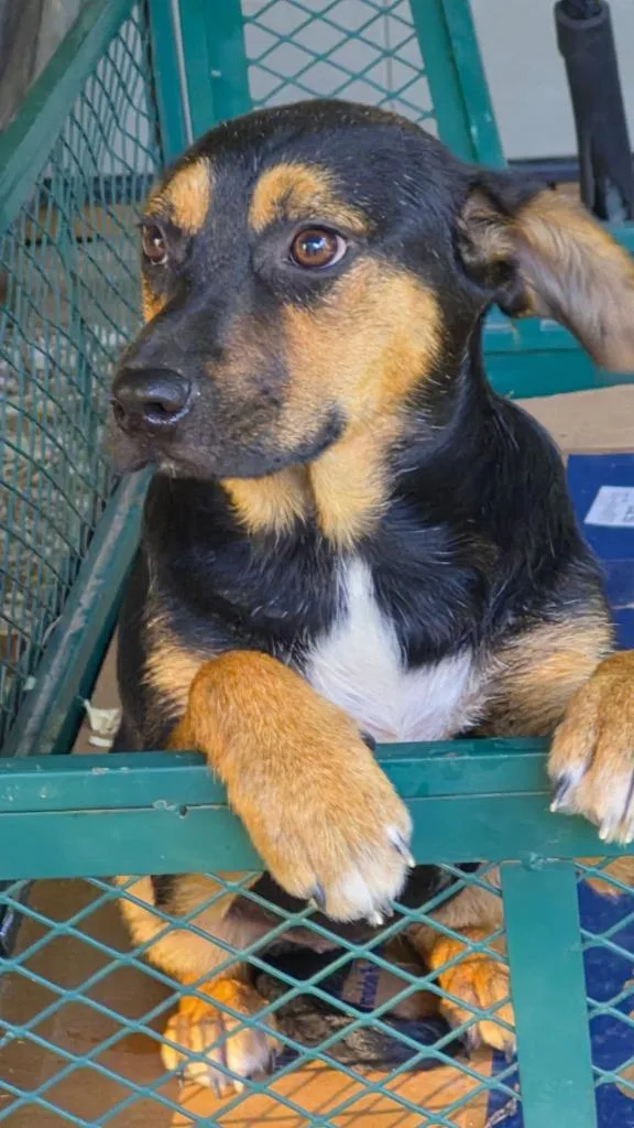 A baby medium-sized female Mixed Breed dog named Juneau for adoption in Fond Du Lac, WI