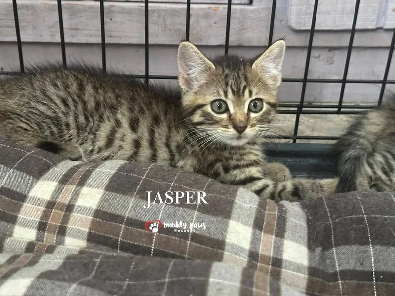 Jasper