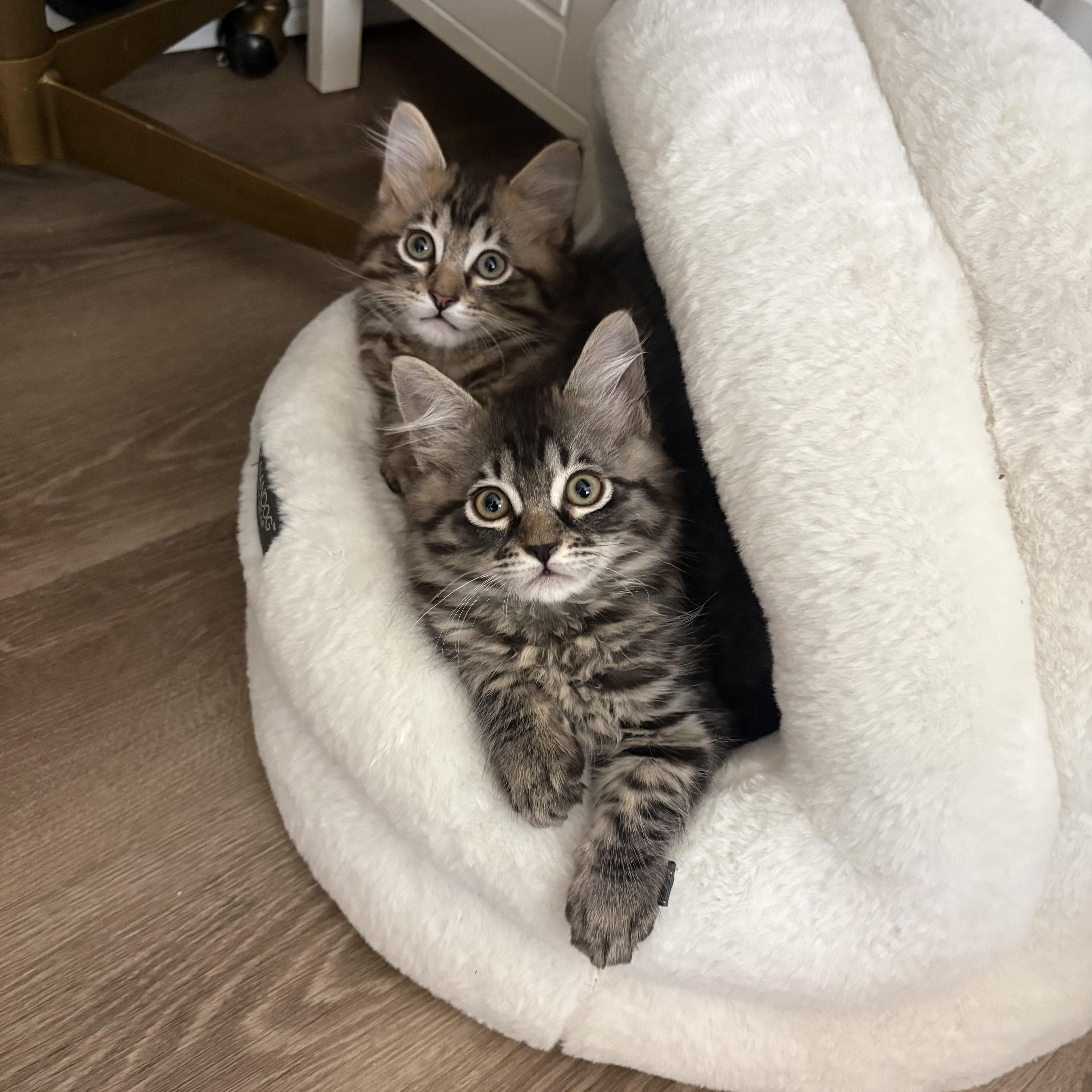 A baby medium-sized male Domestic Medium Hair cat named Meeny for adoption in Davis, CA