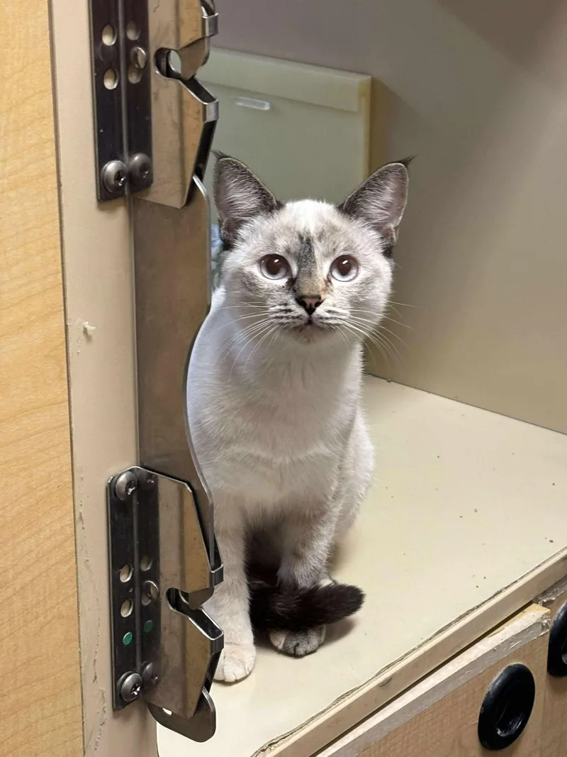 Fish Sauce thumbnail 2