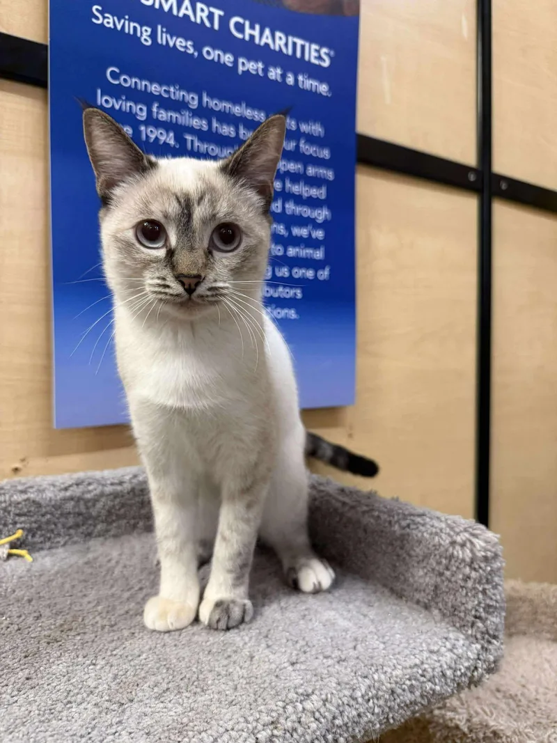 Fish Sauce thumbnail 3