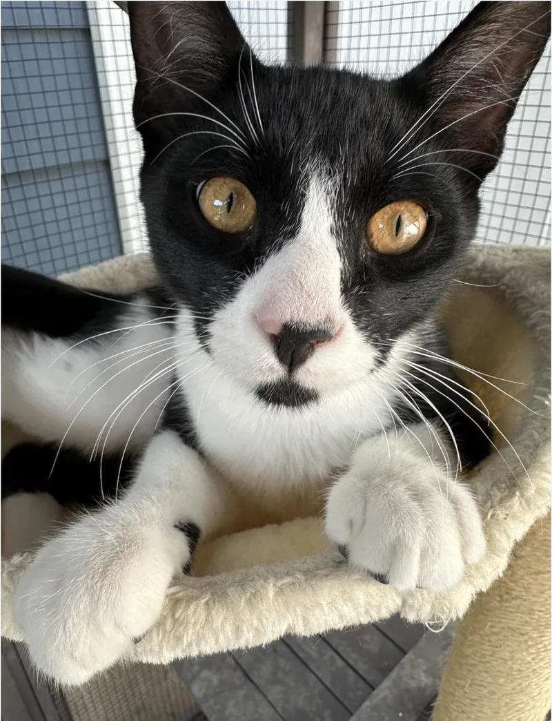 A baby medium-sized male Domestic Short Hair cat named Finnand Dot for adoption in Kenhorst, PA
