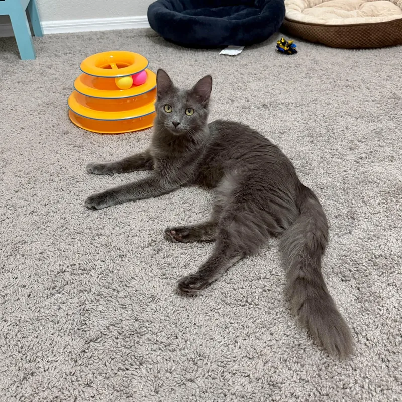 A baby medium-sized female Gray / Blue / Silver Domestic Medium Hair cat named Ivy for adoption in Queen Creek, AZ