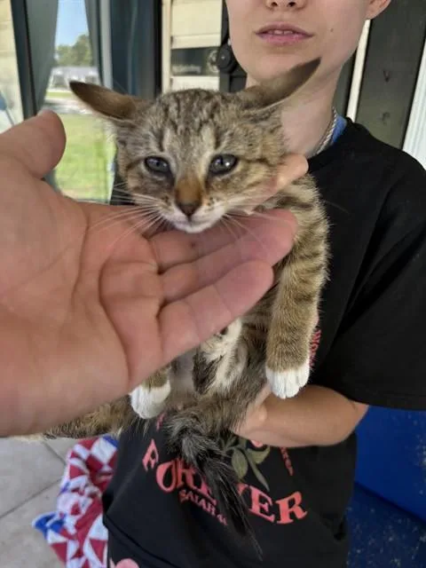A baby small-sized female Domestic Short Hair cat named Dolly for adoption in Huntsville, AL