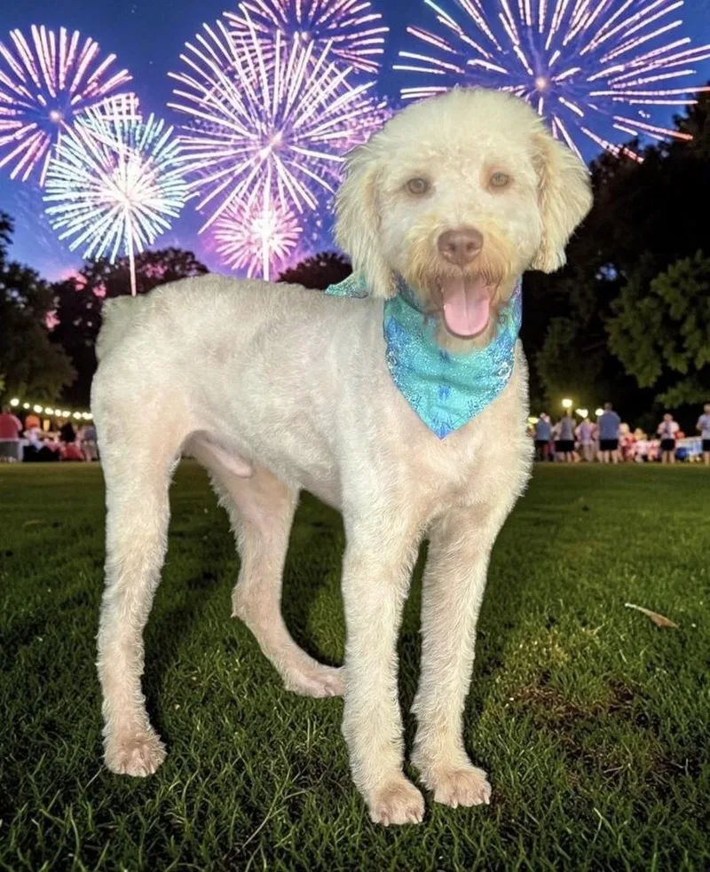 An adult medium-sized male Goldendoodle dog named Curly Joe for adoption in South Bend, IN