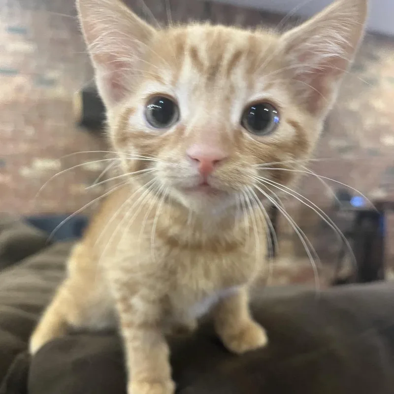 A baby small-sized male Orange / Red Domestic Short Hair cat named Nacho for adoption in La Grange, KY