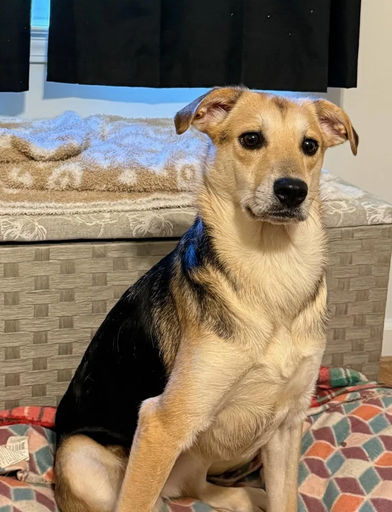 An adult medium-sized female Shepherd dog named Brittany for adoption in Lexington, KY