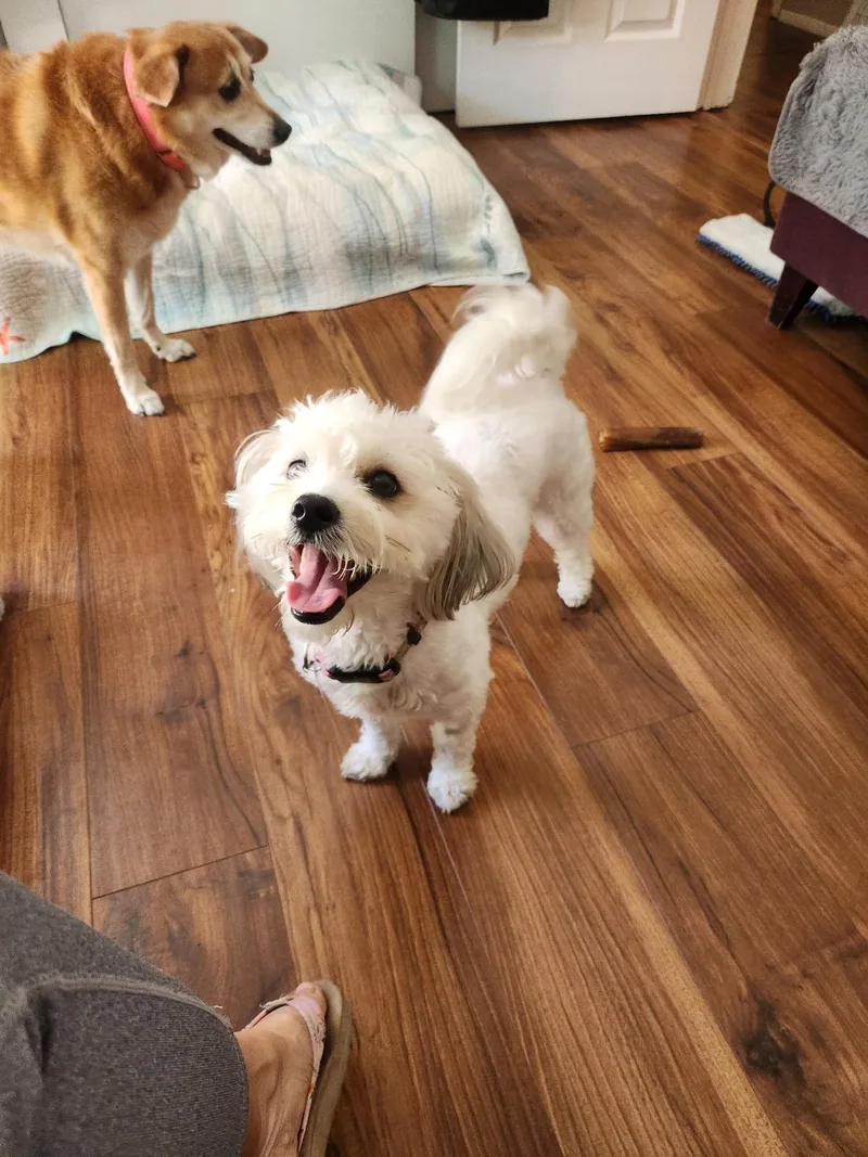 A young small-sized female White / Cream Bichon Frise dog named Cute  Cuddly And for adoption in Carlsbad, CA