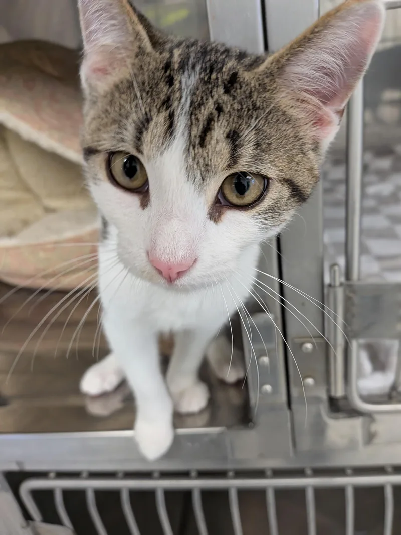 A baby medium-sized male Tabby (Gray / Blue / Silver) Domestic Short Hair cat named Junior for adoption in Mount Carmel, IL