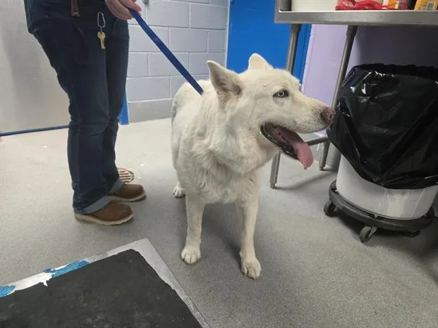 A senior large-sized female Siberian Husky dog named Sky for adoption in Albuquerque, NM