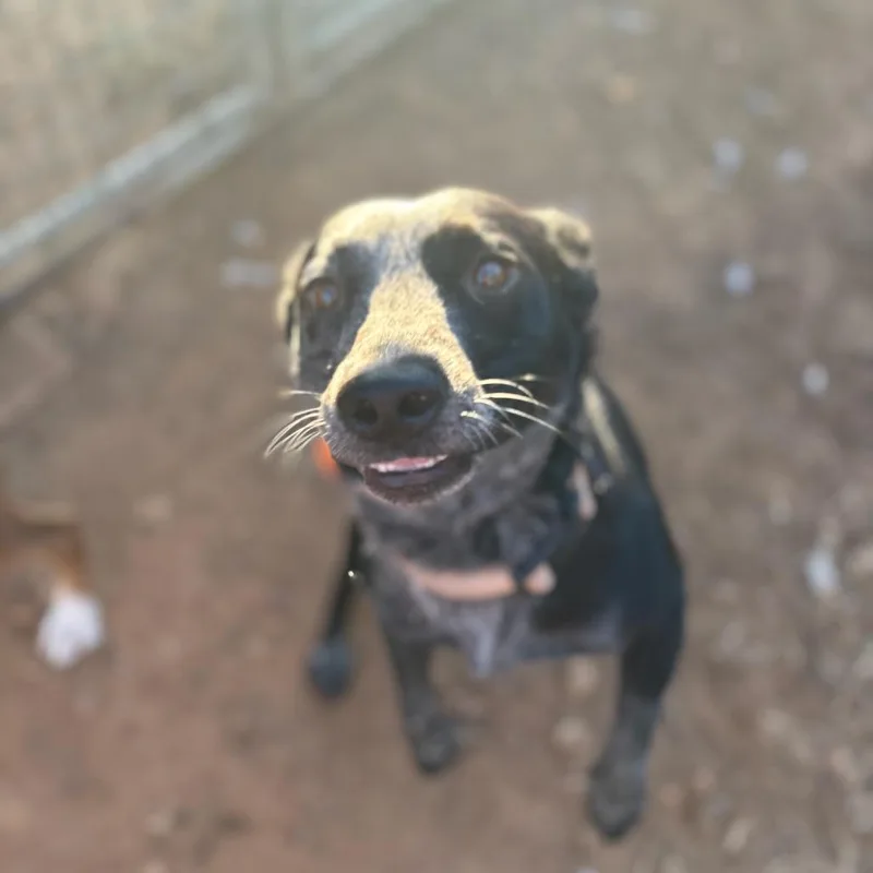 An adult medium-sized male Australian Cattle Dog / Blue Heeler dog named Lucky for adoption in Cedar Creek, TX