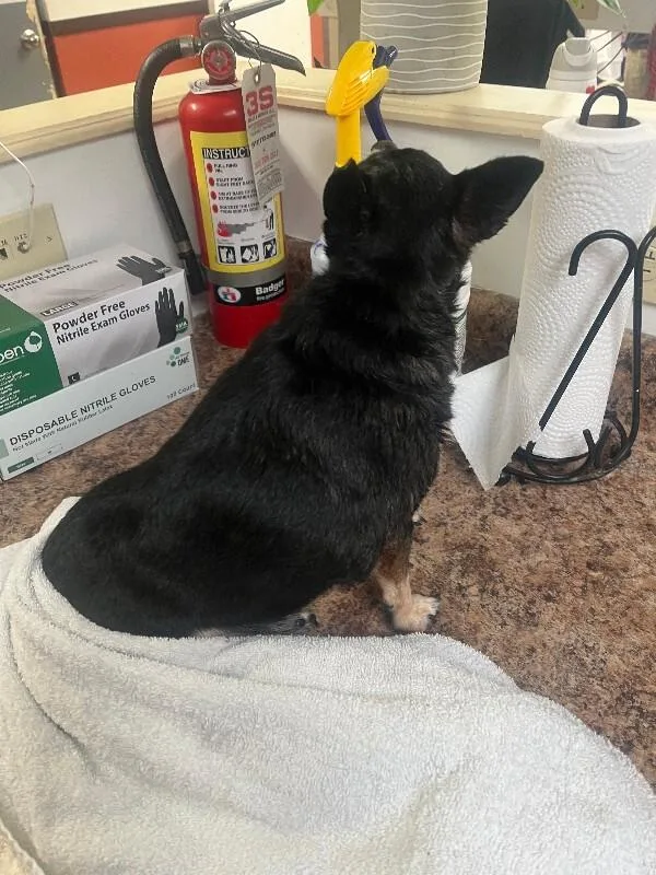 A senior medium-sized female Tricolor (Brown, Black, & White) Mixed Breed dog named Dorthea for adoption in Cincinnati, OH