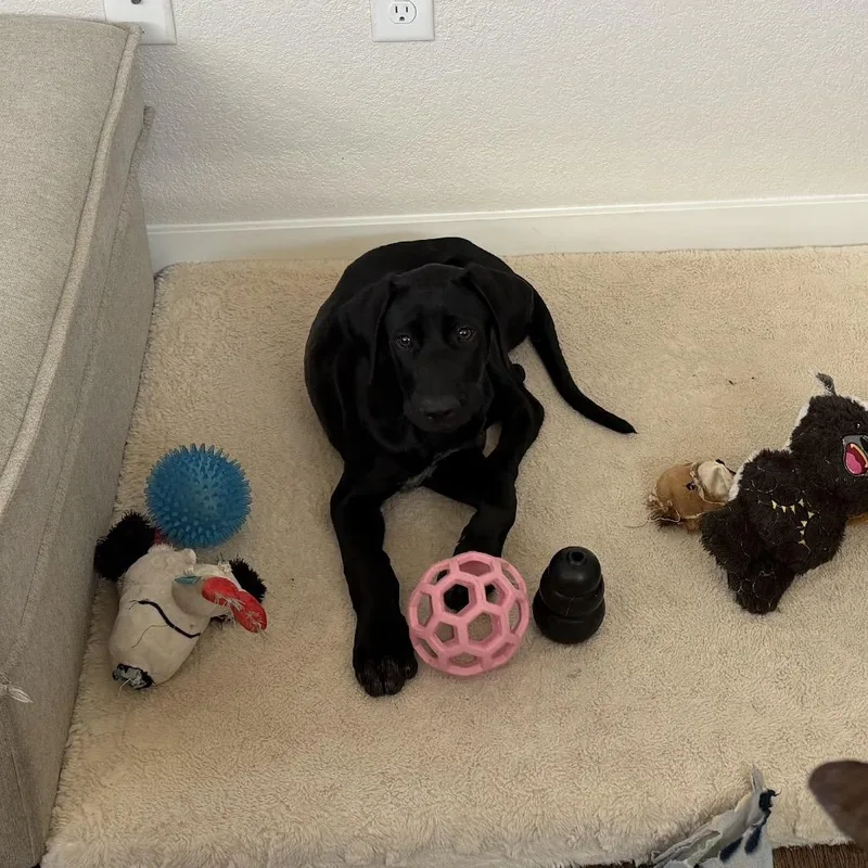 A baby small-sized male Black Labrador Retriever dog named Roll for adoption in Fort Collins, CO