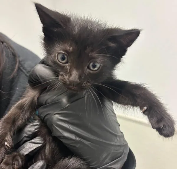 A baby small-sized female Domestic Short Hair cat named Meghan for adoption in Escondido, CA