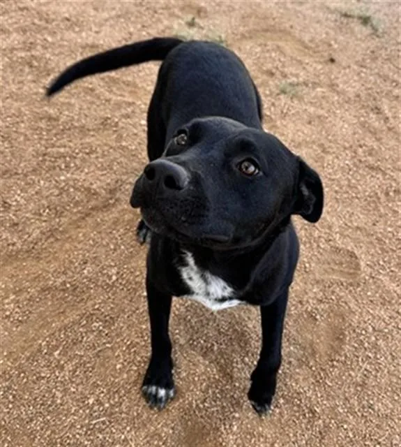 An adult large-sized male Pit Bull Terrier dog named Orion for adoption in Killeen, TX