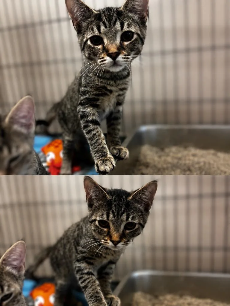 A baby small-sized male Domestic Short Hair cat named Dempsey for adoption in Lima, OH