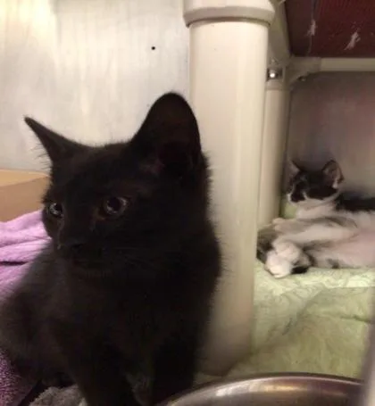 A baby medium-sized female Domestic Short Hair cat named Carrot for adoption in Elmira, NY