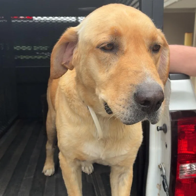 An adult large-sized male Yellow / Tan / Blond / Fawn Mixed Breed dog named Codex for adoption in Gadsden, AL