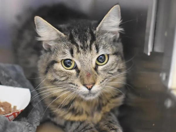 A young small-sized female Domestic Medium Hair cat named Dusty Rose for adoption in Portland, OR