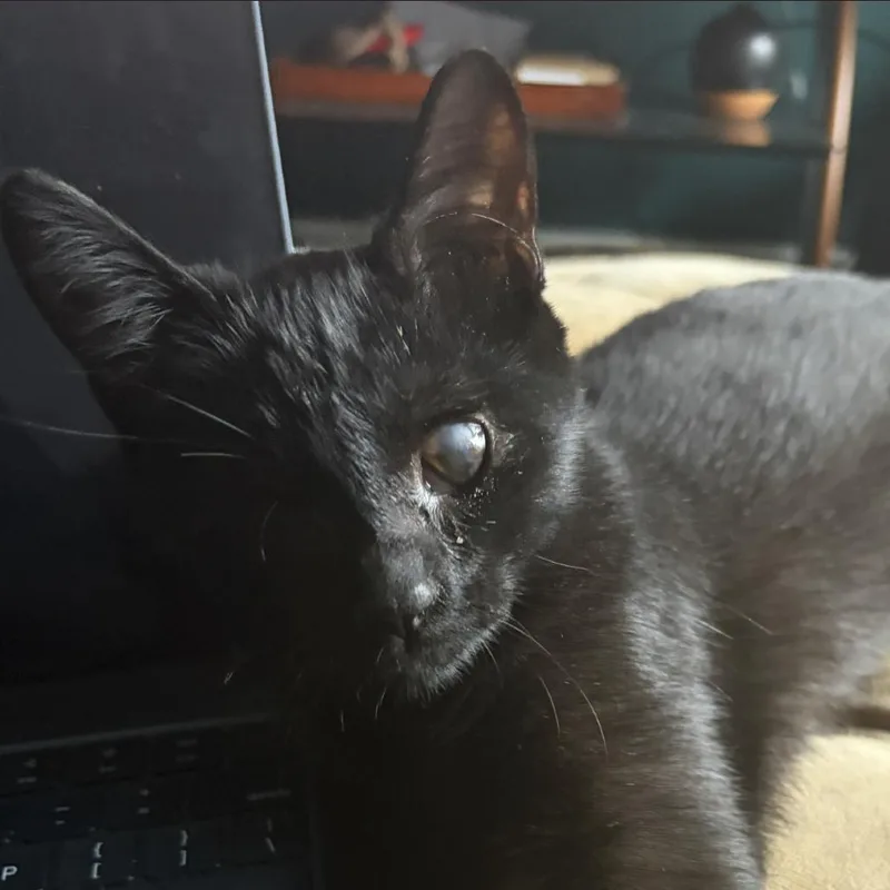A baby small-sized female Domestic Short Hair cat named Meowgical for adoption in Chicago, IL