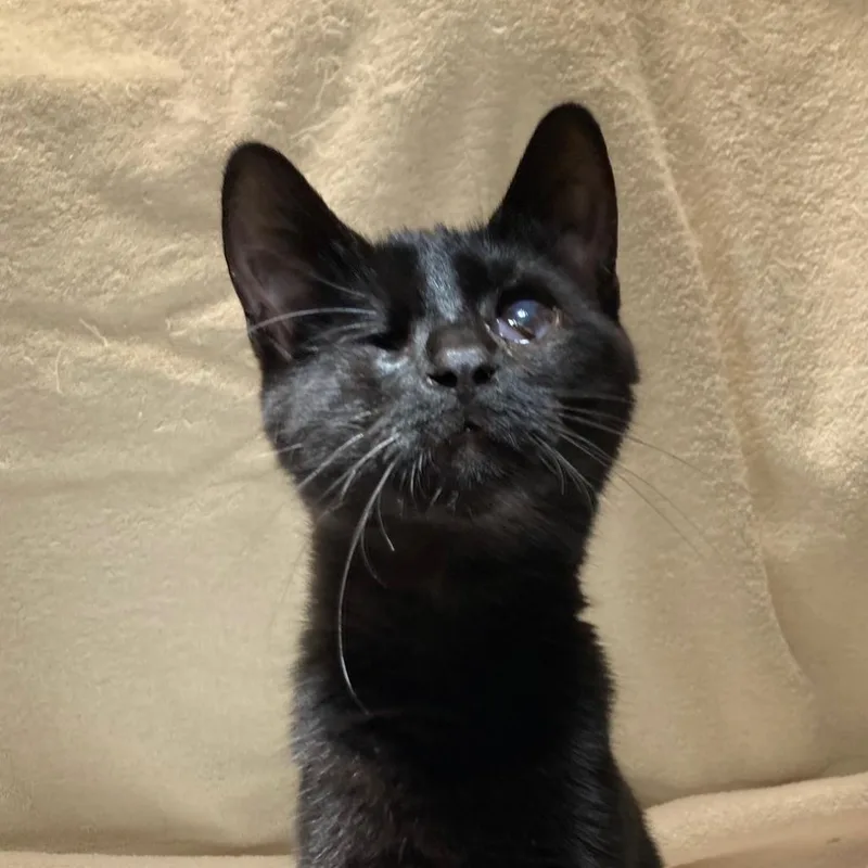 Meowgical thumbnail 2