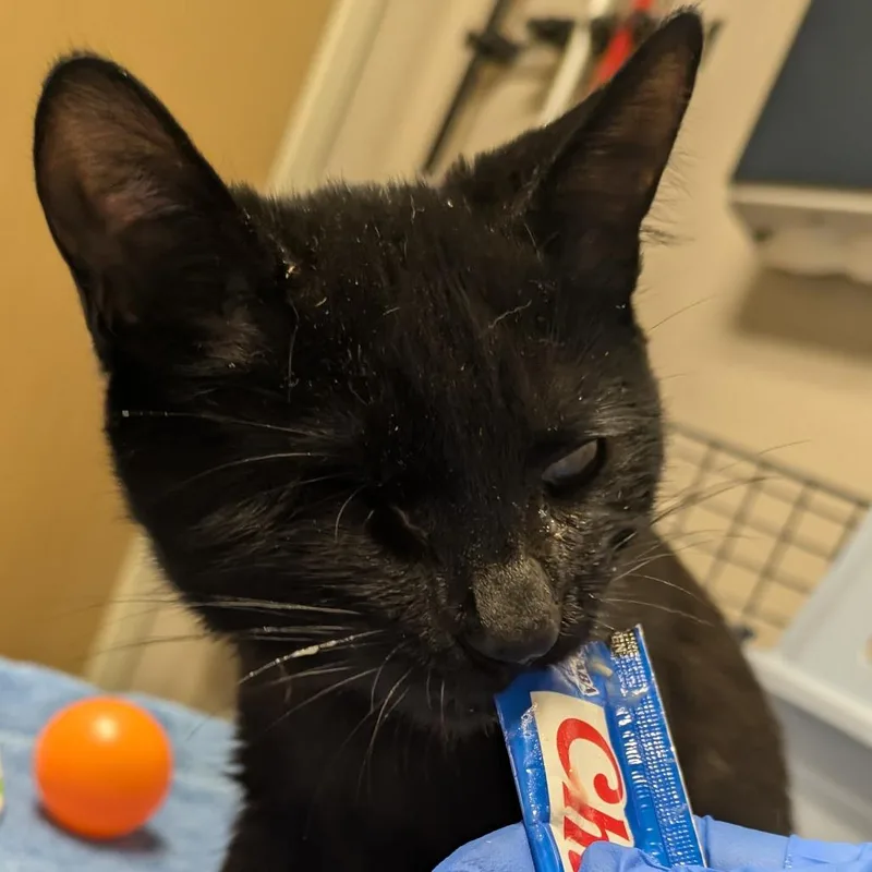 Meowgical thumbnail 3