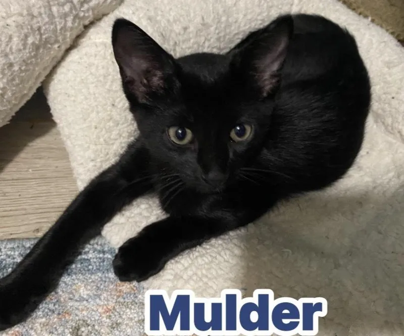 Mulder