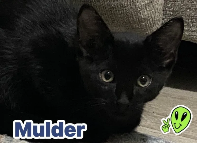Mulder thumbnail 2