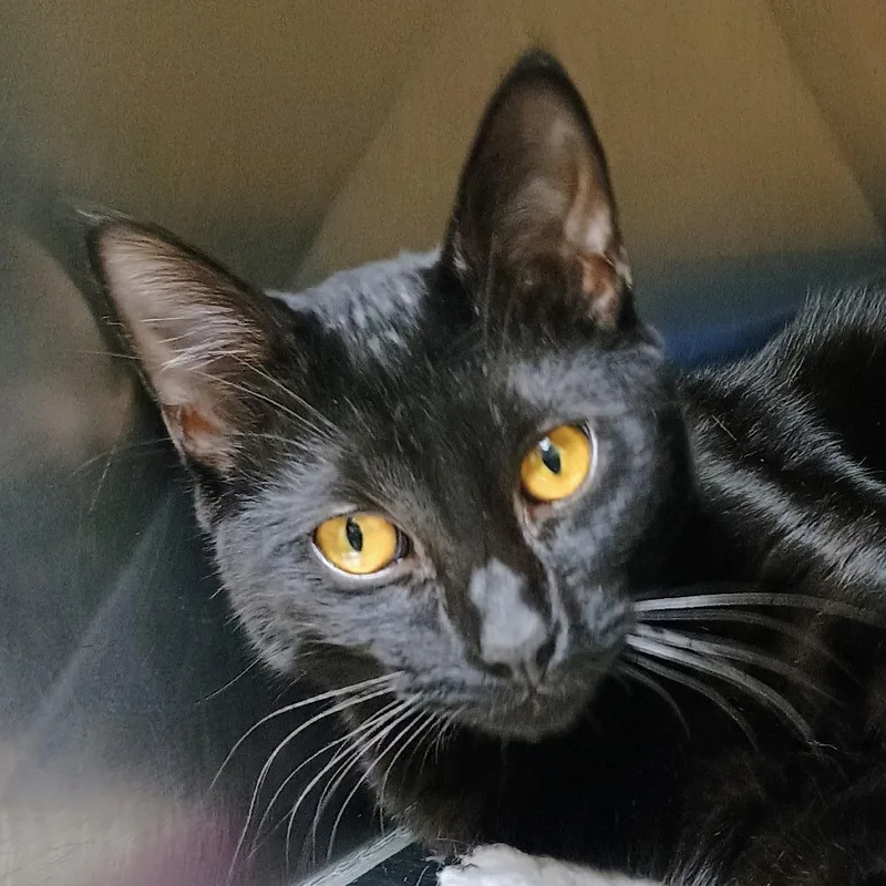 An adult medium-sized male Black Domestic Short Hair cat named Universe Annihilator for adoption in Palestine, TX