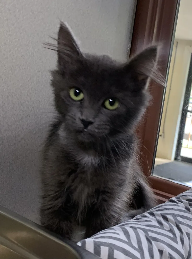 A baby medium-sized female Gray / Blue / Silver Domestic Medium Hair cat named Pip for adoption in Massena, NY