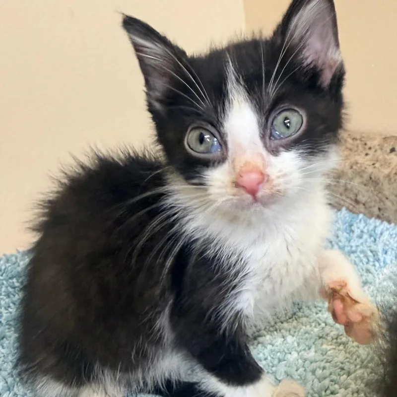 A baby small-sized male Black Domestic Short Hair cat named Denbe for adoption in Corinth, MS