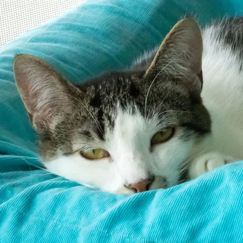An adult medium-sized female Domestic Short Hair cat named Dottie for adoption in McKean, PA