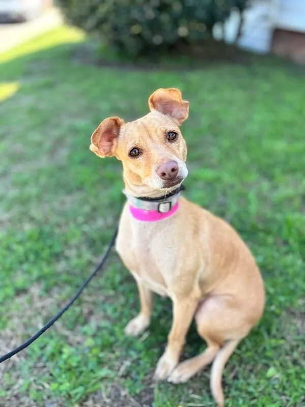 An adult small-sized female Yellow / Tan / Blond / Fawn Chihuahua dog named Jj for adoption in Aiken, SC