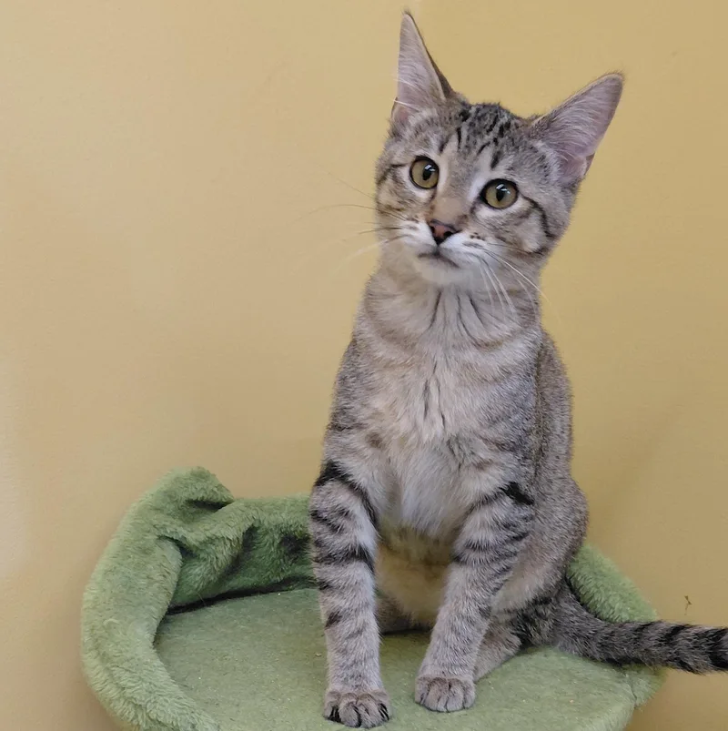A baby small-sized female Tabby (Buff / Tan / Fawn) Domestic Short Hair cat named Thyme for adoption in Eugene, OR