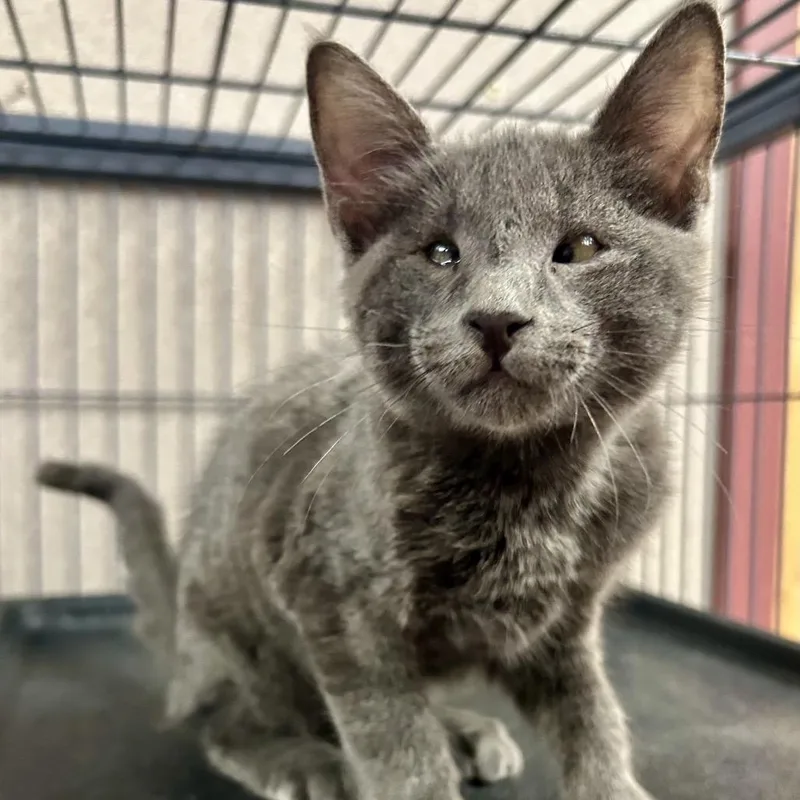A baby small-sized male Gray / Blue / Silver Domestic Short Hair cat named Blueberry for adoption in St Joseph, MO