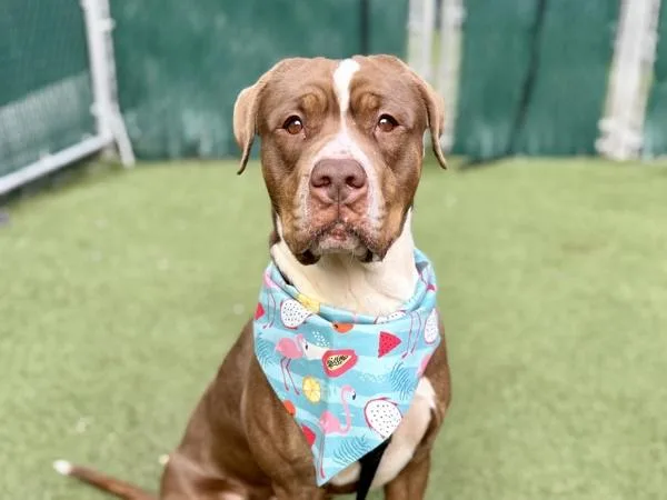An adult large-sized male Mixed Breed dog named Royale for adoption in New York, NY