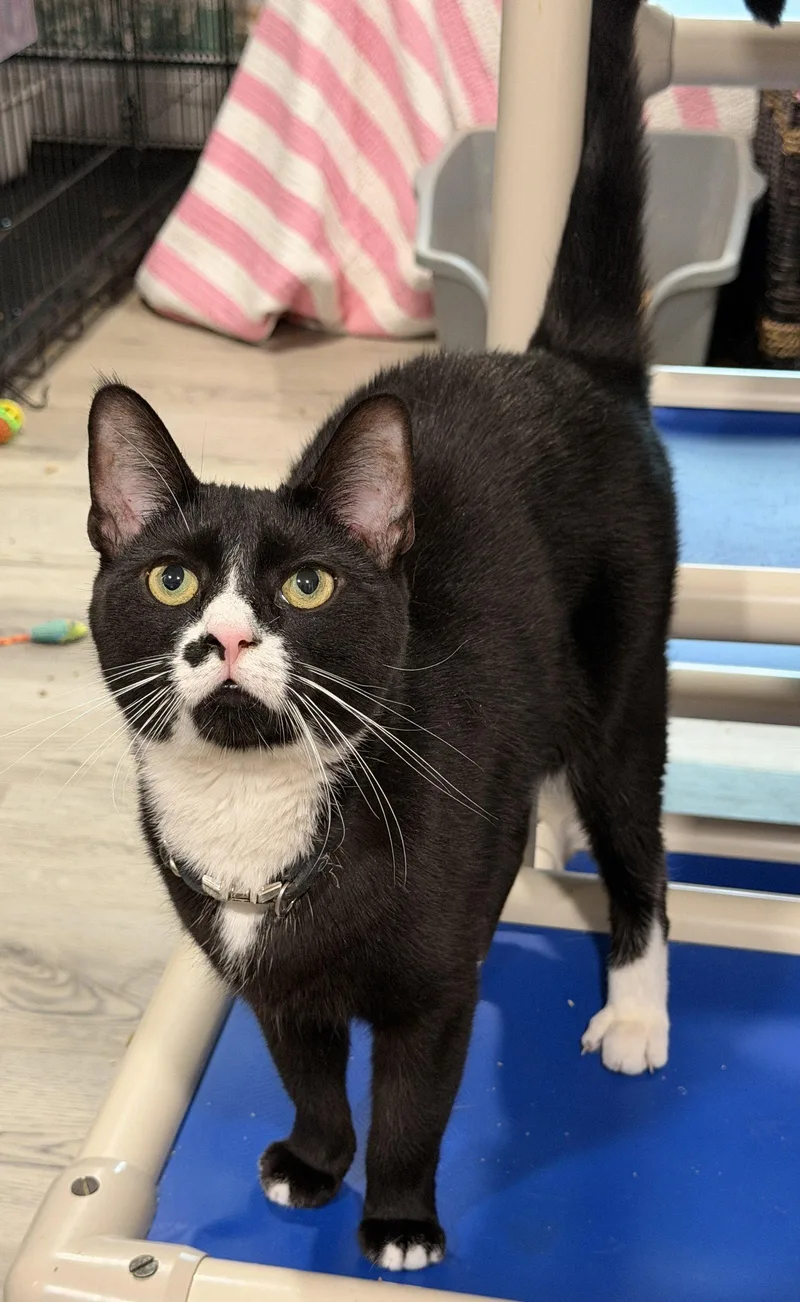 An adult medium-sized male Black & White / Tuxedo Domestic Short Hair cat named Sparky for adoption in Broomall, PA