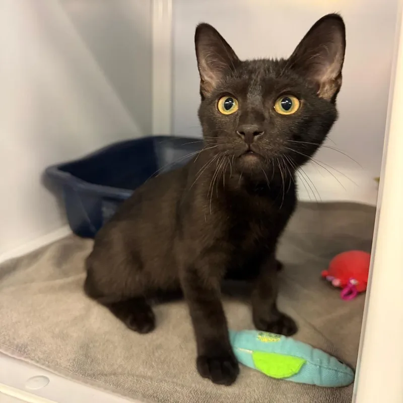 A baby extra large-sized male Domestic Short Hair cat named Romulus for adoption in Sarasota, FL
