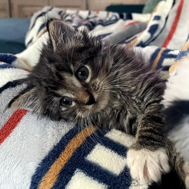 A baby small-sized male Brown / Chocolate Domestic Medium Hair cat named Chirp for adoption in Long Beach, CA