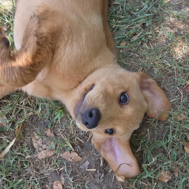 Milly Sue