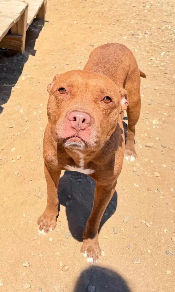 A young medium-sized female Mixed Breed dog named Tawny for adoption in Muskegon, MI