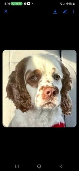 A young medium-sized male Cocker Spaniel dog named Sozo for adoption in Union Beach, NJ
