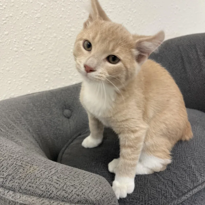 A baby medium-sized male Buff & White Domestic Short Hair cat named Triscuit for adoption in Red Wing, MN