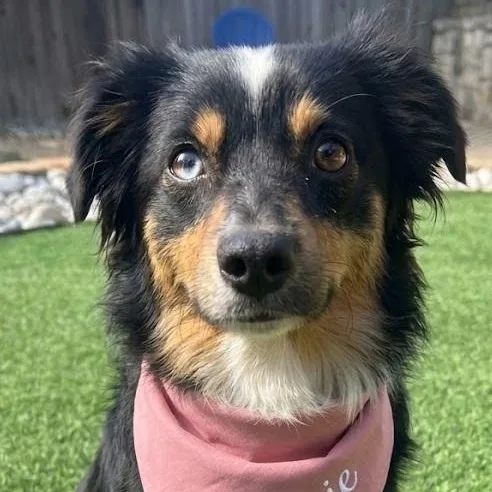 A young small-sized female Australian Shepherd dog named Winnie for adoption in Dallas, TX