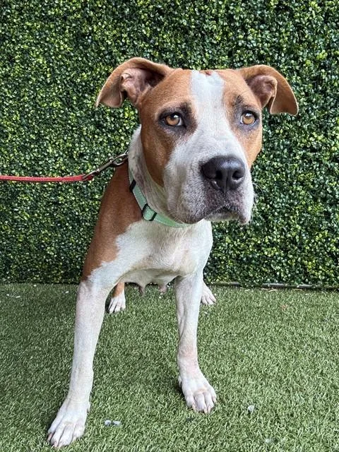 An adult medium-sized female American Bulldog dog named Cheerio for adoption in Naples, FL